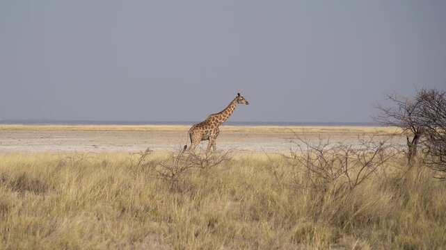 Giraffe walking s in the Etosha National Park in Namibia in Africa.