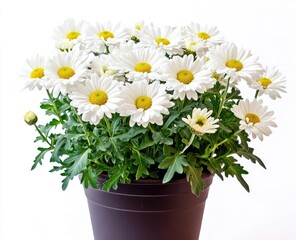 White daisies in a dark pot