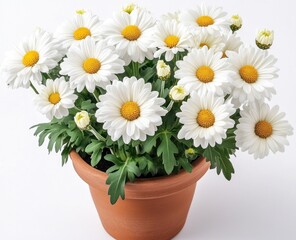 White daisies in terracotta pot (3)