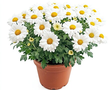 White daisies in terracotta pot (6)