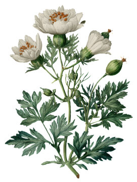 Illustration of Cumin Isolated on Transparent Background