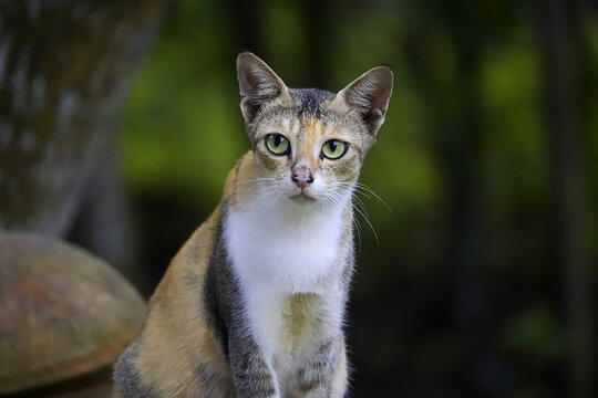 portrait of a cat