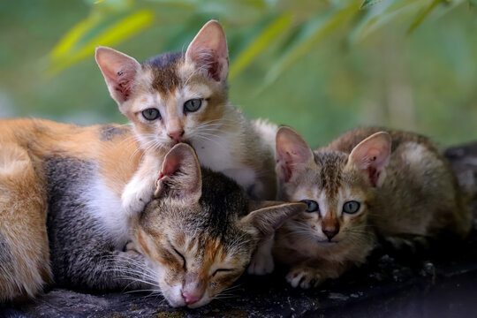Mother cat with her kitten.