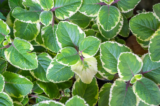 The beautiful leaves of Cuban oregano, also known as Mexican mint or Spanish thyme (Plectranthus amboinicus &lsquo;Variegatus&rsquo;), are growing in the vegetable and herb garden.