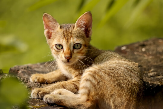 A cute little cat sit on a wall.