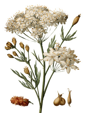 Illustration of Cumin Isolated on Transparent Background