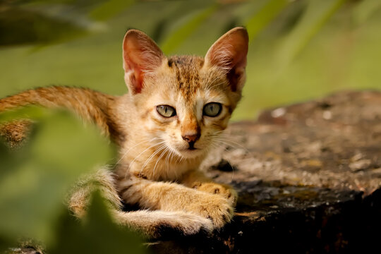 A cute little cat sit on a wall.
