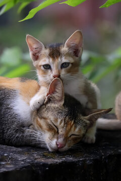 A cute little cat and her mother.