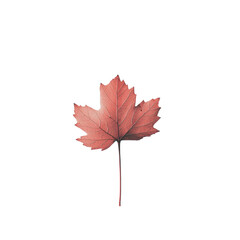 Detailed red maple leaf isolated on solid background, cut out - stock png.