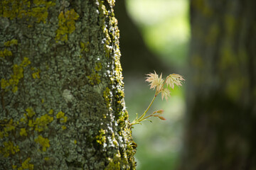 Fresh young leaves emerge from a tree trunk, bathed in soft sunlight, a vibrant spring scene.