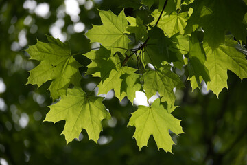 Green Maple Leaves Lit by Sunlight Against a Blurred Forest Background