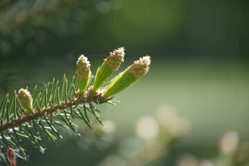 A close-up shot showcases new spring growth of a fir tree branch with vibrant green hues.