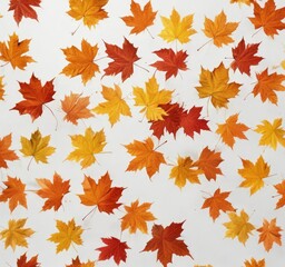 Fototapeta premium Several falling maple leaves in various shades of autumnal colors on pure white , falling leaves, flora image, leaf collection