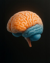 3D Illustration of Human Brain Anatomy with Color Segmentation