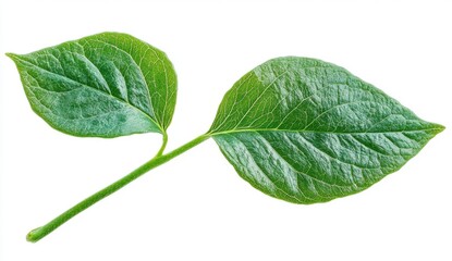 Fototapeta premium Close Up of Two Green Leaves with Textured Surface on White Background