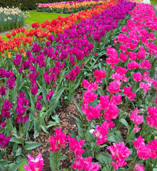 beautiful flowers on a green field