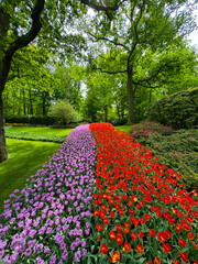 beautiful flowers on a green field