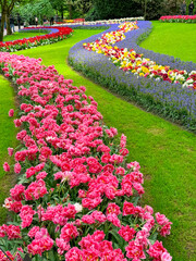 beautiful flowers on a green field