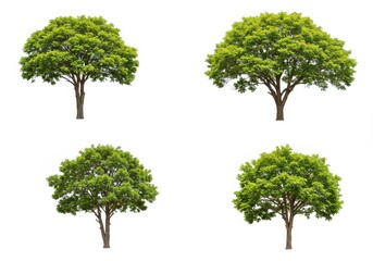 Four trees with green leaves isolated on white background in a grid