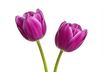 Fototapeta premium Two purple tulip flowers with green stems isolated on white background
