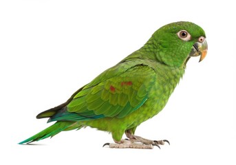 Green parrot standing isolated on white background showing red feathers on wing