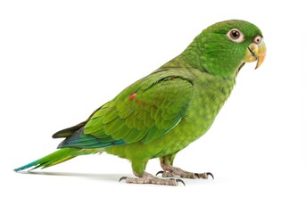 Green parrot standing on a white background, close up