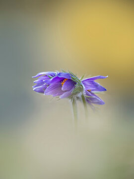 Close-up of a purple pasque flower in bloom during spring in Germany