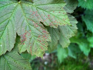 Close-up of a currant leaf damaged by gall mites, showing red blister-like galls on the surface