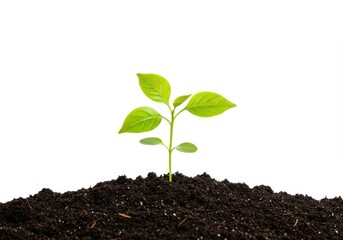 Isolated seedling growing in soil against white background, representing new beginnings