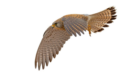 png of birds fly on clear backgroung	