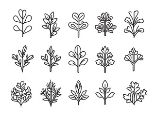 Elegant coriander food line art for natural ingredient illustrations