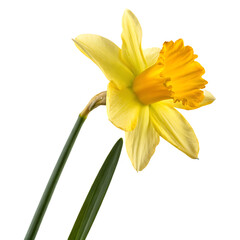 Daffodil flower isolated on a transparent background
