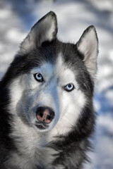 Portrait Siberian Husky close-up – intense blue eyes and fluffy fur, pet portrait on white background.