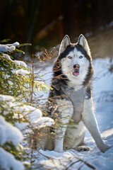 Sunny Winter Day with Husky in Enchanted Forest. Husky in Snow - Perfect for Posters and Calendars.