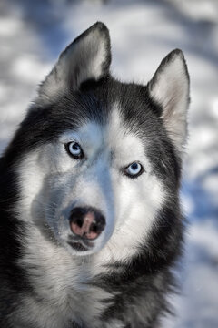 Portrait Siberian Husky close-up &ndash; intense blue eyes and fluffy fur, pet portrait on white background.