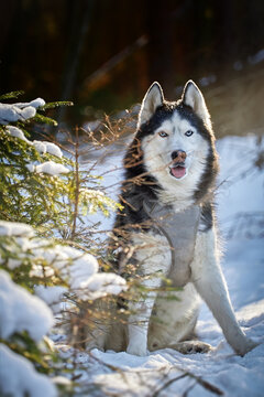 Sunny Winter Day with Husky in Enchanted Forest. Husky in Snow - Perfect for Posters and Calendars.