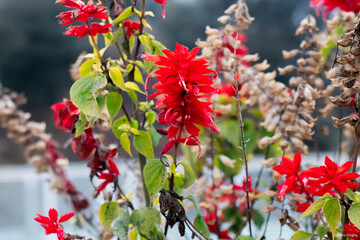 Salvia splendens, the scarlet sage, is a tender herbaceous perennial plant native to Brazil, growing at 2,000 to 3,000 m elevation where it is warm year-round and with high humidity.