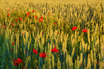 Sunlit rural landscape featuring tall ripened wheat interspersed with vibrant red poppy flowers, bathed in the warm glow of golden hour