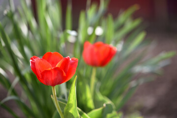 red tulips. spring flowers. Red tulip flowers bloomed in spring. for women's day. blooming flowerbed. Bright red tulips field. Close up bottom view Sunny day. beauty of nature. natural background