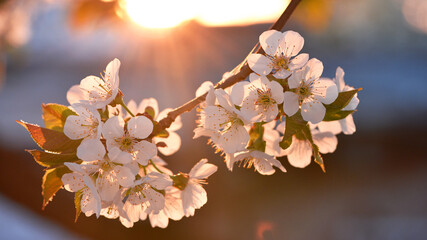 white flowers in the rays of the setting sun, evening time. cherry blossom tree in garden spring. lush flowering, on a branch. flowering season. fruit tree, gardening. close-up, macro photo