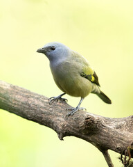The yellow-winged tanager (Thraupis abbas) is a neotropical member of the tanager family. Taken in Costa Rica