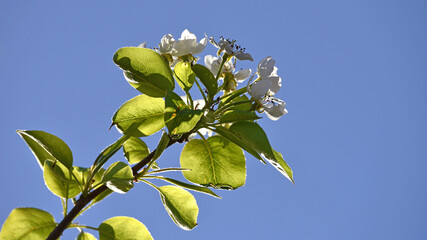 The pear tree is in bloom. The branches are in bloom. Spring garden. Pear blossoms. Nature in springtime. Close up. blooming garden, beauty of nature. natural background. green leaves