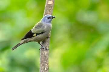 The yellow-winged tanager (Thraupis abbas) is a neotropical member of the tanager family. Taken in Costa Rica