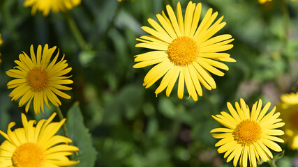 Doronicum orientale. yellow chamomile flowers close up. top view. Yellow flowers with long petals. a flowering flower bed in spring or summer. blooming season, wild flower, beauty in nature