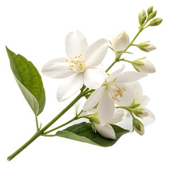 Fototapeta premium Jasmine flower isolated on a transparent background
