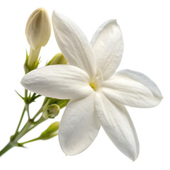 Fototapeta premium Jasmine flower isolated on a transparent background