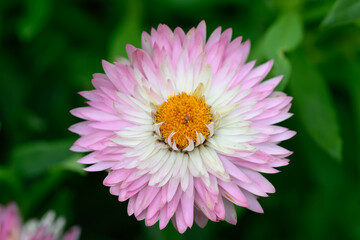 Close-up of a blooming flower