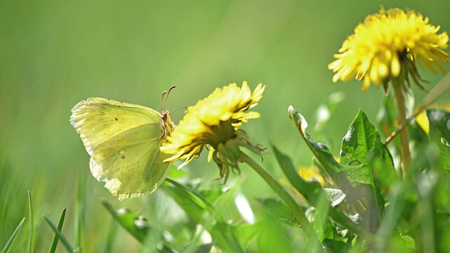 Fototapeta Gonepteryx rhamni. yellow butterfly on a dandelion flower collects nectar. insect in nature, natural habitat. close-up, macro photo. beautiful butterfly on a wild flower. natural background. spring