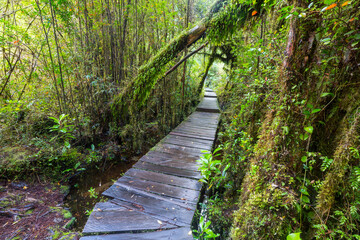 Obraz premium Forest in South Chile