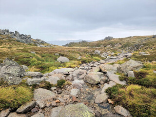 Obraz premium A small alpine creek on the Kosciuszko Summit Walk in the New South Wales Snowy Mountains